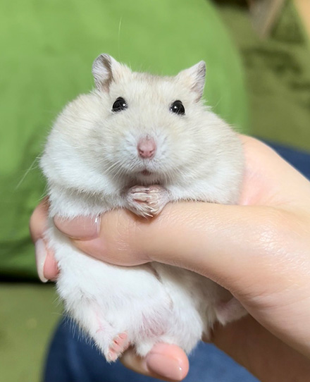 ハムスターのかわいいポーズ