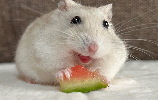 スイカを食べるハムスター