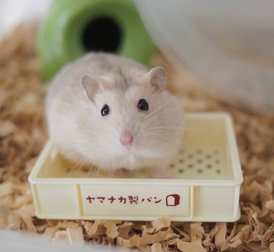ハムスターが箱に入り、小さな穴からお尻が……「プリッ