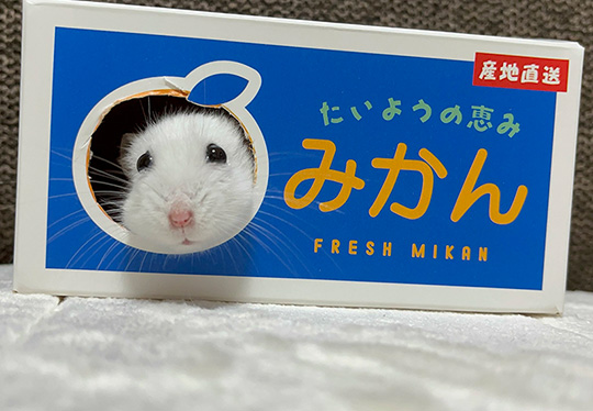 パールホワイトジャンガリアンハムスター