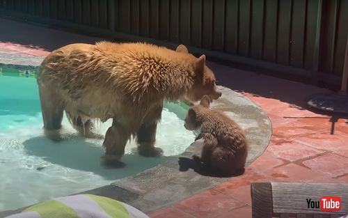 プールに遊びにきたクマの親子