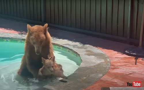 プールに遊びにきたクマの親子