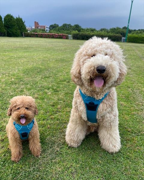 ハーネスつけてる2匹