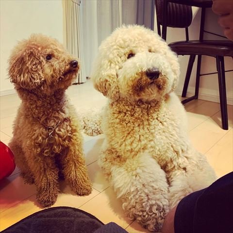 同じとこ見てる2匹