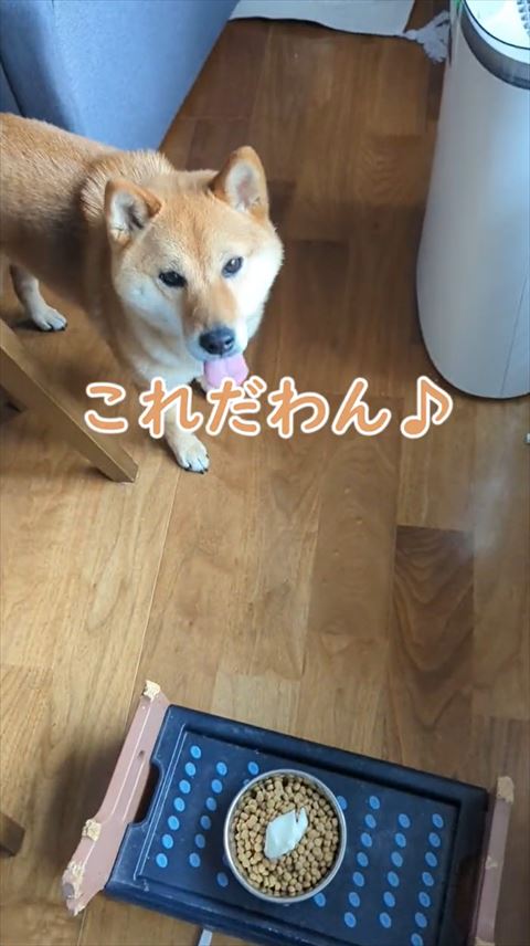 これだわんテロップ