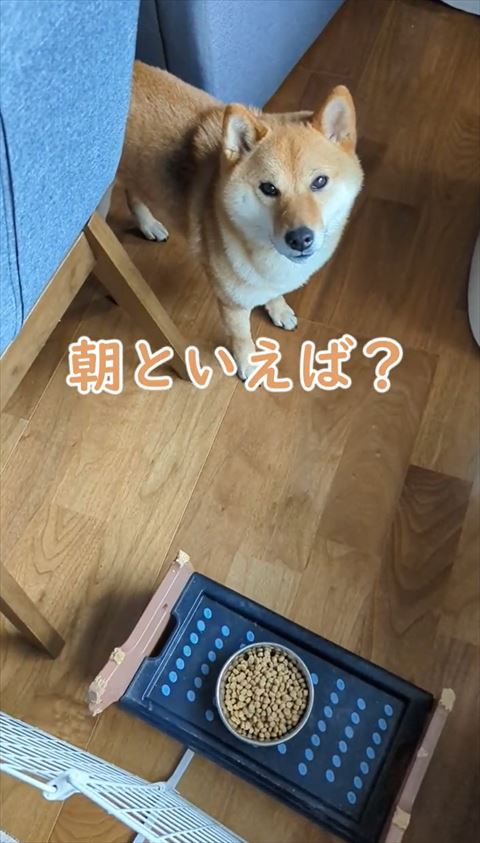 朝といえばテロップ