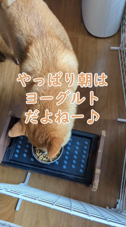 やっぱこれだよねテロップ