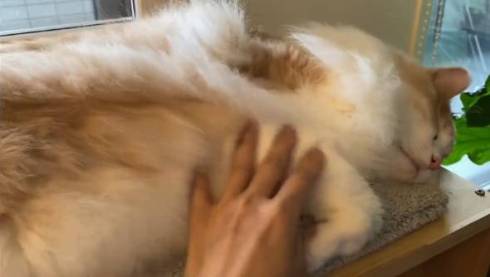 猫 ふわふわ フーゴくん