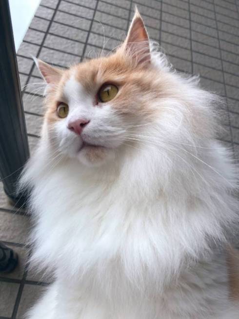 猫 ふわふわ フーゴくん