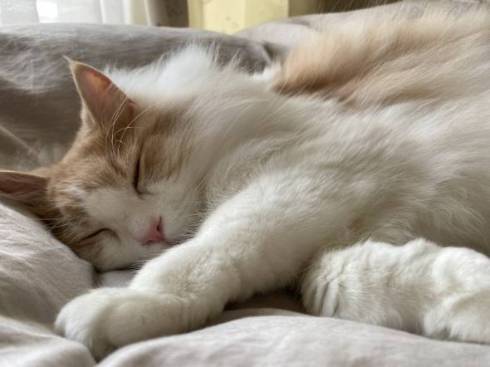 猫 ふわふわ フーゴくん