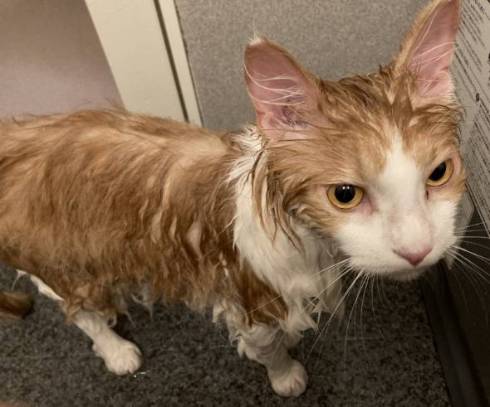 猫 ふわふわ フーゴくん