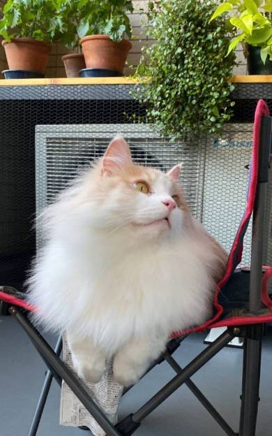 猫 ふわふわ フーゴくん