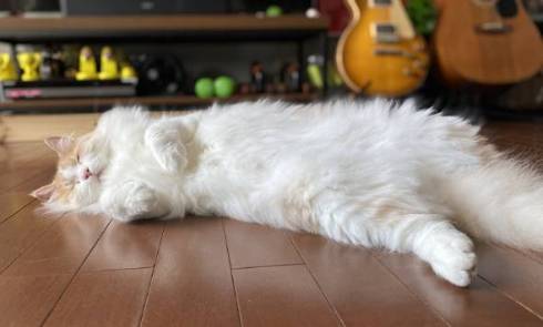 猫 ふわふわ フーゴくん