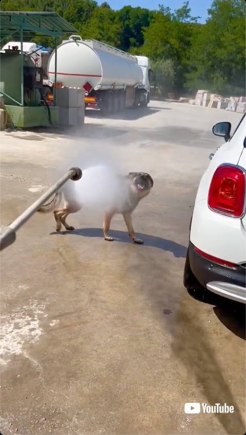 水浴びをする犬