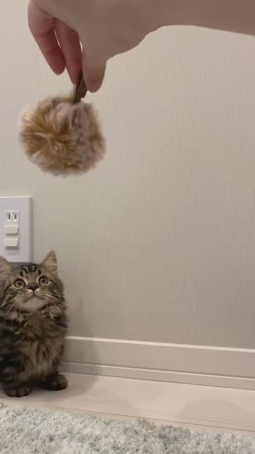 語彙を失うかわいさ