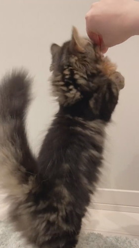 モフモフのしっぽ