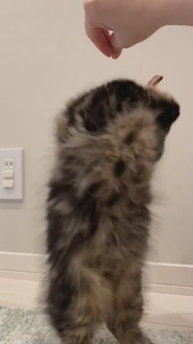 おもちゃで遊ぶ猫ちゃん