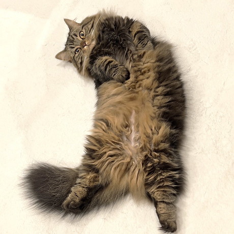 ごろんする猫ちゃん