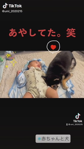 赤ちゃんをあやすワンコ