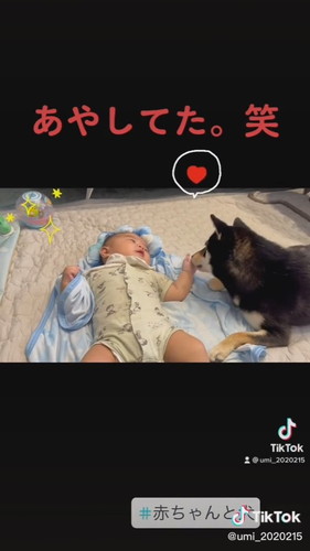 手をくんくんする柴犬