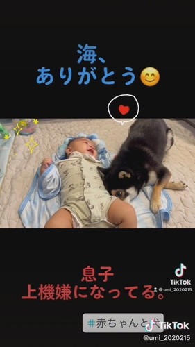 おなかをスリスリする柴犬