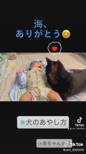 赤ちゃんの様子を見る柴犬