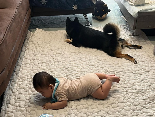柴犬と赤ちゃん腹ばい