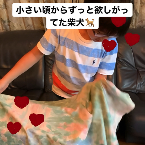 柴犬サプライズ