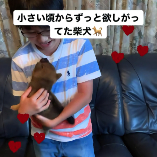 息子と柴犬