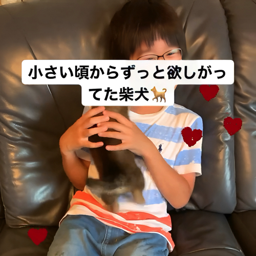 息子と柴犬
