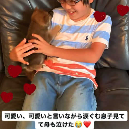 息子と柴犬