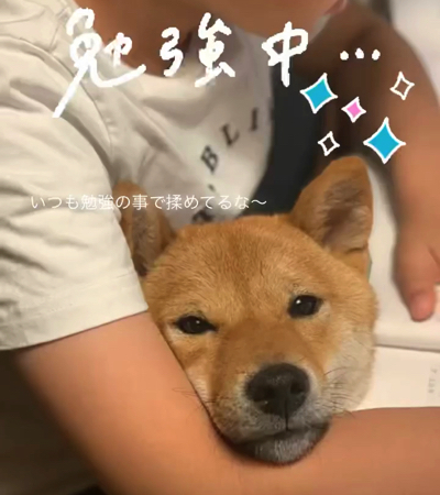 息子と柴犬