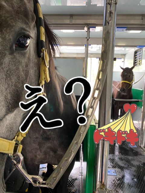 馬運車 ドライバー お願い 呼びかけ 並走しないで 追い越し 高速道路