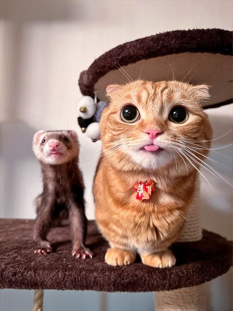 フェレットと猫舌出してる