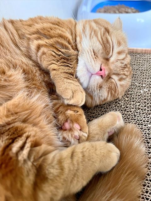 寝てるひな子ちゃん