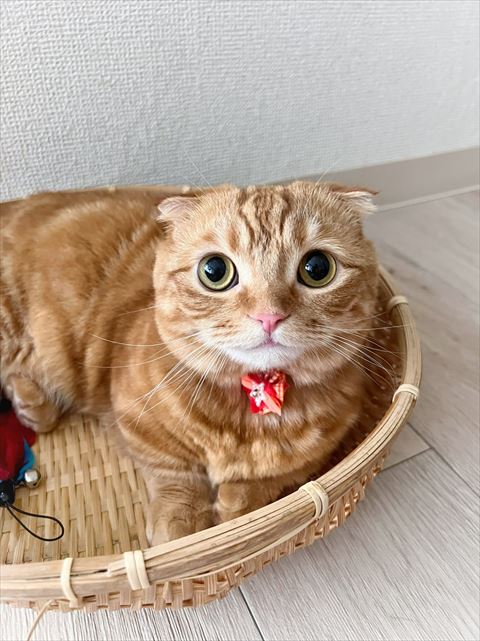 ザルに入ってる猫