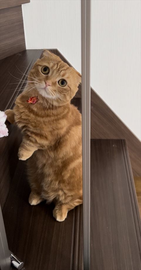 階段で立ってる猫