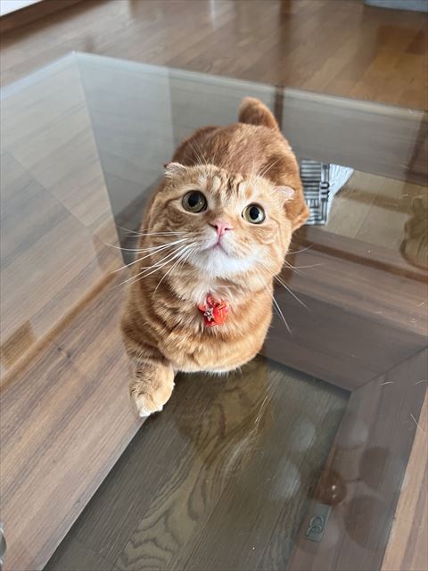 ガラステーブルの上にいる猫