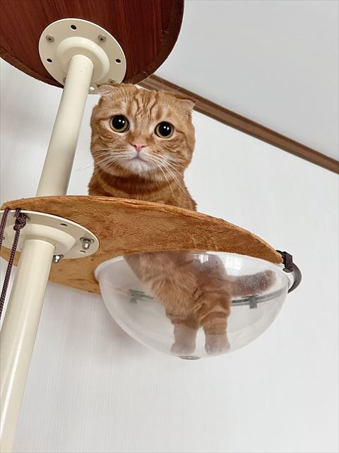 キャットタワー