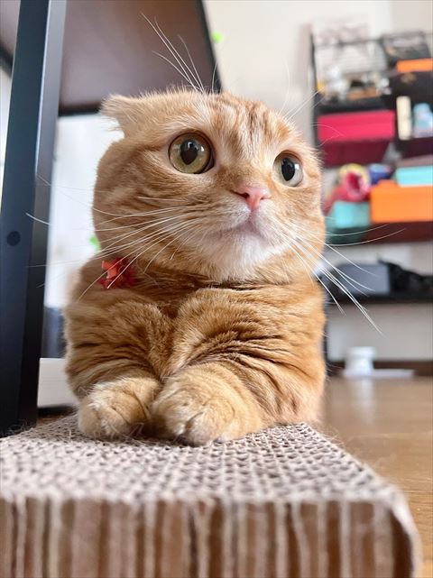 爪とぎの上にいるひな子ちゃん