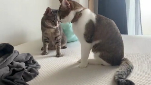 アイコンタクト