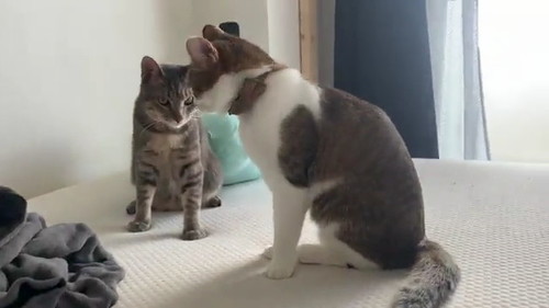 アイコンタクト2