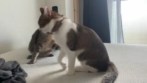 左右に分かれる猫