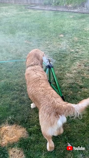 スプリンクラーからお水を飲みたいゴールデンレトリバー