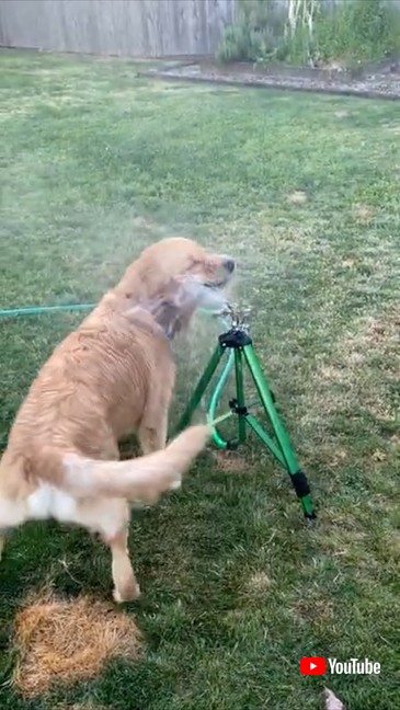 顔をつっこむゴールデンレトリバー