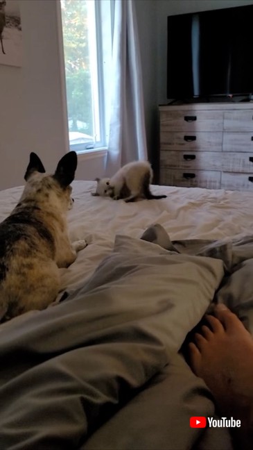 寄っていく子猫