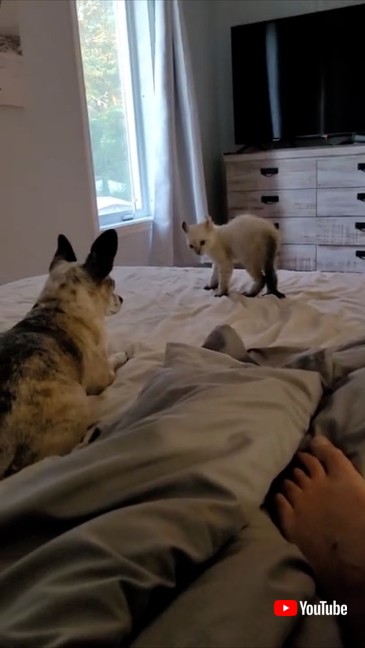 ワンコがきになる子猫