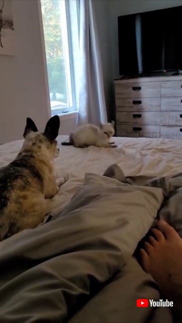 さまざまな方法であおってくる子猫