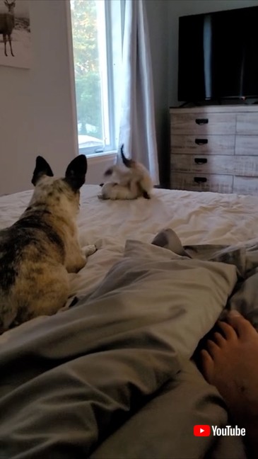 寝転がる子猫と犬