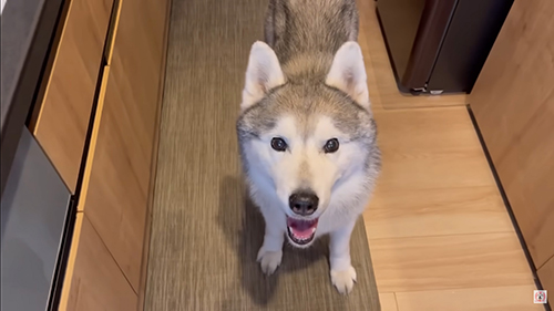 ハスキーの笑顔